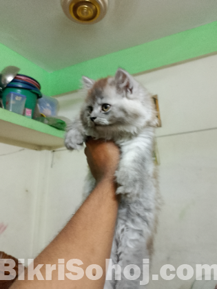 Persian cat